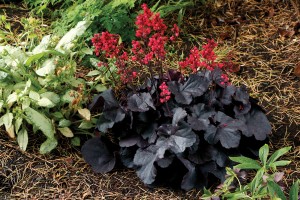 Heuchera Black Forest Cake 72