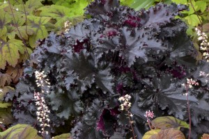 Heuchera Black Taffeta 72 Heuchera Black Taffeta 72
