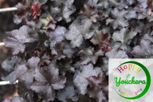 Heuchera Blackout 21