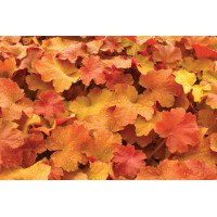 Heuchera Caramel 72