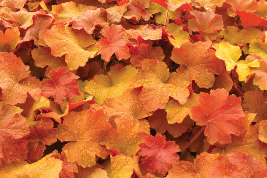 Heuchera Caramel 21