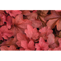 Heuchera Carnival Cinnamon Stick 21