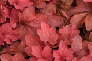 Heuchera Carnival Cinnamon Stick 72