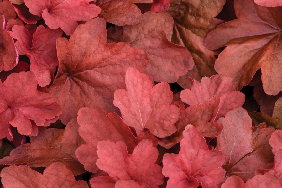 Heuchera Carnival Cinnamon Stick 21