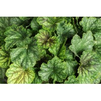 Heuchera Carnival Cocomint 21