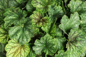 Heuchera Carnival Cocomint 21