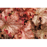 Heuchera Carnival Peach Parfait 72