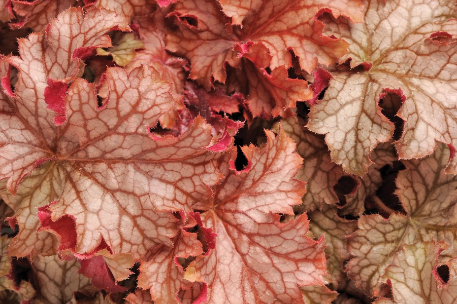 Heuchera Carnival Peach Parfait 72