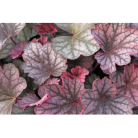 Heuchera Carnival Rose Granita 72