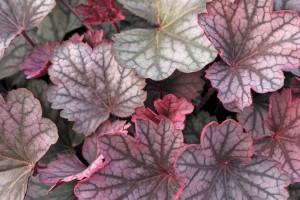 Heuchera Carnival Rose Granita 72