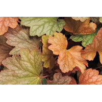 Heuchera Carnival Watermelon 72