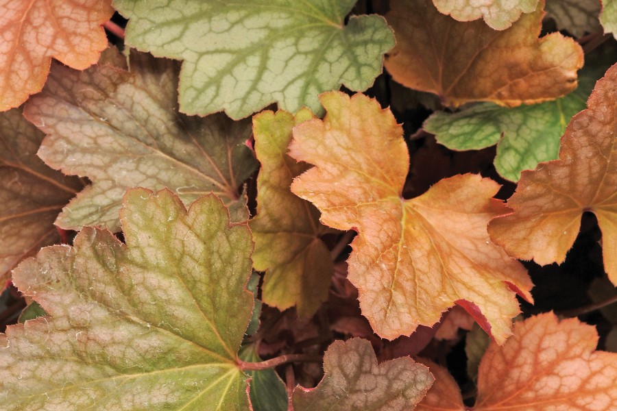 Heuchera Carnival Watermelon 72