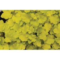 Heuchera Citronelle 72