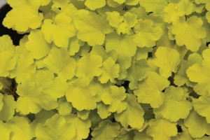 Heuchera Citronelle 21