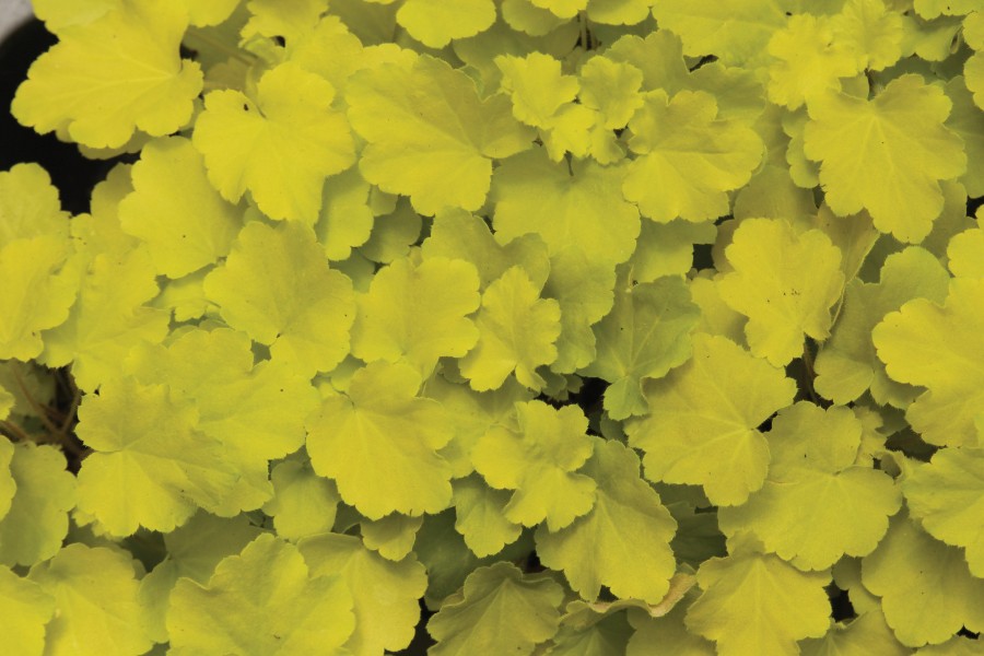 Heuchera Citronelle 72