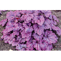 Heuchera Electric Plum 21