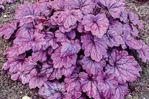 Heuchera Electric Plum 21