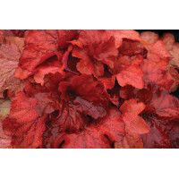 Heuchera Fire Alarm 21