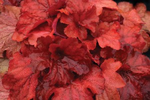 Heuchera Fire Alarm 72