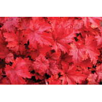 Heuchera Fire Chief 21