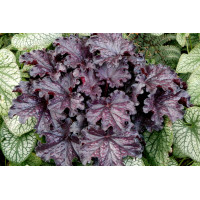 Heuchera Forever Midnight 21