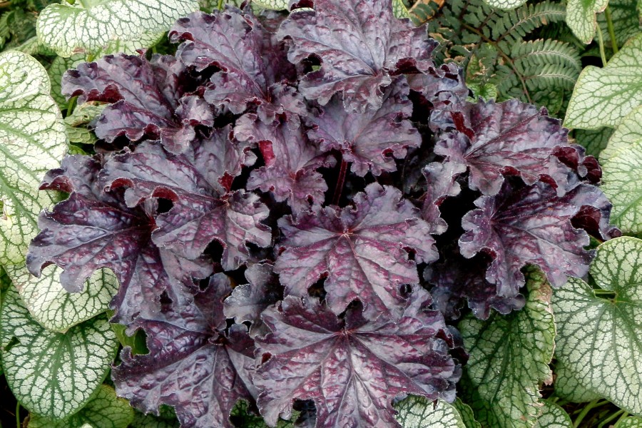 Heuchera Forever Midnight 72