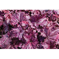 Heuchera Forever Purple 21