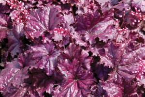 Heuchera Forever Purple 21