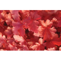 Heuchera Forever Red 21