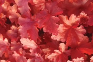 Heuchera Forever Red 72