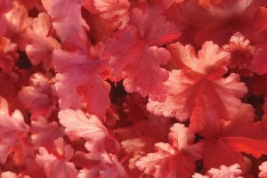 Heuchera Forever Red 21