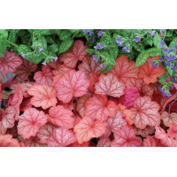 Heuchera Georgia Peach 72