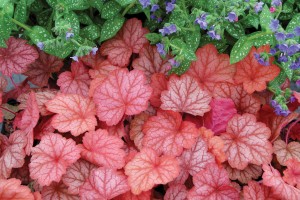 Heuchera Georgia Peach 21