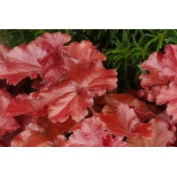 Heuchera Grande Carnelian 21