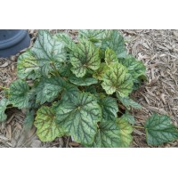 Heuchera Green Spice 21