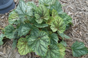 Heuchera Green Spice 72