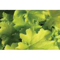 Heuchera Guacamole 72