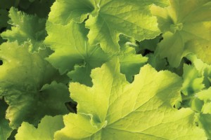 Heuchera Guacamole 21