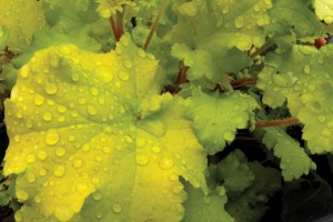 Heuchera Lime Marmalade 21