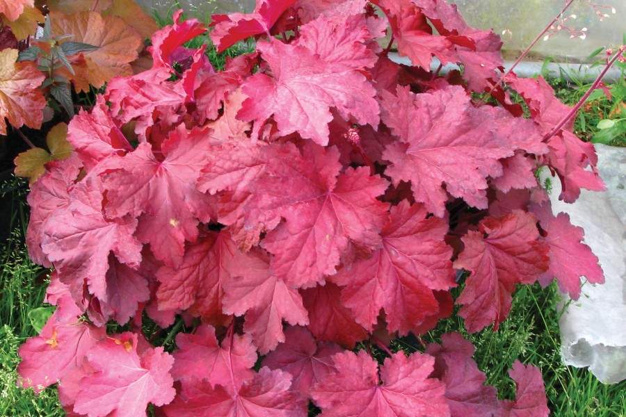 Heuchera Magma 21