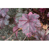 Heuchera Midnight Rose 21