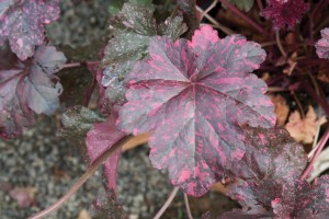 Heuchera Midnight Rose 21