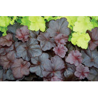 Heuchera Obsidian 21
