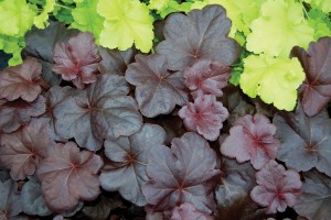 Heuchera Obsidian 21