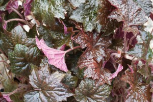 Heuchera Palace Purple 21