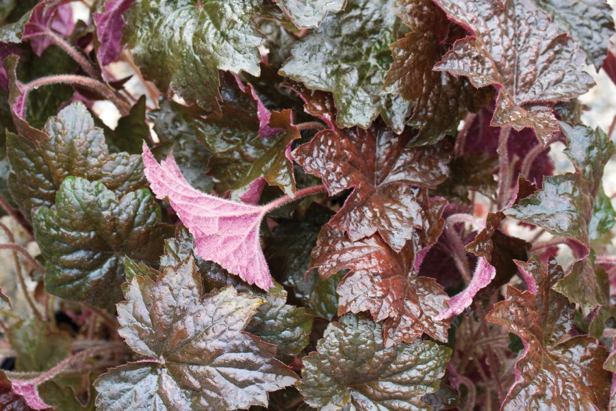 Heuchera Palace Purple 72