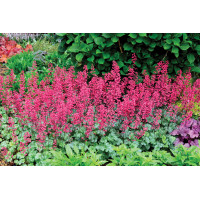 Heuchera Paris 21