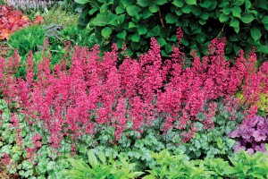 Heuchera Paris 21