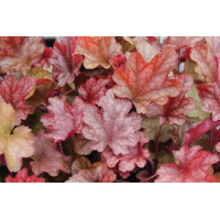 Heuchera Peach Flambe 21