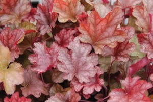 Heuchera Peach Flambe 21